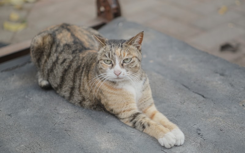 A relaxed cat posing for a picture